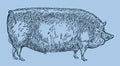 Extinct Suffolk pig breed in side view isolated on a light blue background