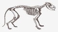 Extinct Tasmanian wolf thylacinus cynocephalus skeleton in profile view