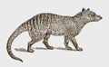 Extinct thylacine or tasmanian wolf thylacinus cynocephalus in side view