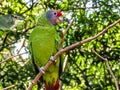 Extinction Threatened Red-Tailed Amazon Parrot, Amazona Brasiliensis