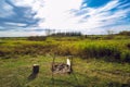 Extinguished bonfire in a field in a green meadow