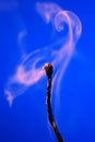 Extinguished Match On Blue Royalty Free Stock Photo