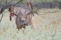 Extra big Boone and Crockett whitetail buck shedding his velvet