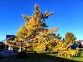 Extra broad grown larch autumn colored in sunlight under cloudless dark blue sky in morning Royalty Free Stock Photo
