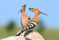 Extra close up and detailed photo of a hoopoe pair sits on a stone