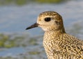 Extra close up and detailed view on head of golden plover