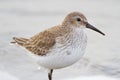 Extra close up photo of a dunlin in winter plumage Royalty Free Stock Photo