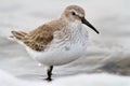 Extra close up photo of a dunlin in winter plumage Royalty Free Stock Photo