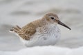 Extra close up photo of a dunlin in winter plumage