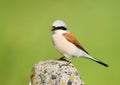 Extra close up portrait male red backed shrike