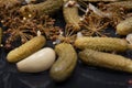 Extra Fine Cornichons - minuscule sour French pickles on natural stone background. Mini French style Gherkin Cucumbers