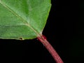 Extra-floral Nectaries on wild cherry tree leaf Royalty Free Stock Photo