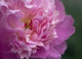 Extra fresh and luxury fragranced king peony flower in the garden