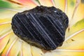 Extra Grade Black Tourmaline chunk in the middle of a circle made of colorful parrot feathers.