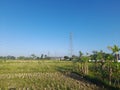 Extra high voltage overhead line tower in the middle of rice fields near a residential area on the island of Lombok, Indonesia