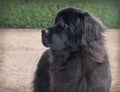 Extra large black newfoundland dog standing looking right