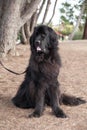 Extra large black newfoundland slobbering dog standing looking to her right Royalty Free Stock Photo