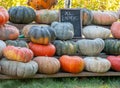 Extra large exotic pumpkins for sale Royalty Free Stock Photo