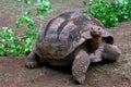 Extra large Turtle Royalty Free Stock Photo