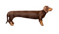 Extra long dachshund, manipulated image of a very Long Dachshund Royalty Free Stock Photo