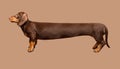Extra long dachshund, manipulated image of a very Long Dachshund, studio shot Royalty Free Stock Photo