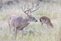 Extra tall tined antlers on whitetail buck Royalty Free Stock Photo