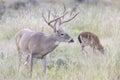 Extra tall tined antlers on whitetail buck