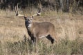 Extra wide and heavy rack whitetail buck Royalty Free Stock Photo