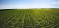 Extra wide panoramic shot of a summer vineyard