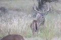 Extra wide racked whitetail buck on trail of doe Royalty Free Stock Photo