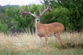 Extra wide whitetail buck standing at alert Royalty Free Stock Photo