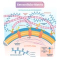 Extracellular matrix labeled infographic vector illustration scheme. Royalty Free Stock Photo