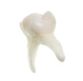 Extracted baby molar tooth with roots Royalty Free Stock Photo