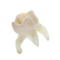 Extracted baby tooth Royalty Free Stock Photo
