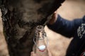 Extracted birch sap in a glass bottle.