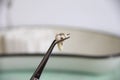 Extracted molar tooth in tweezers against the background of the tray in the dentist's office