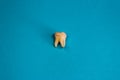 Extracted wisdom tooth on on blue background, close up