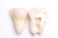 Extracted wisdom tooth cut in half on white background