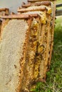 Extracting combs with honey from bee hive