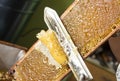 Extracting honey from honeycomb concept.