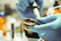 Extracting venom from snakes in laboratory, for medical research, antivenom production, for pharmaceutical purposes