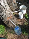 Extraction of birch juice