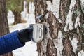 Extraction of birch SAP Royalty Free Stock Photo