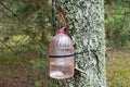 Extraction of birch sap in the forest.
