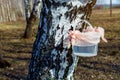 Extraction of birch sap from birch