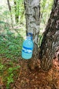 Extraction of birch sap from wood. Folded into a plastic bottle Royalty Free Stock Photo