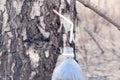 Extraction of birch sap in a wooded area