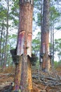 Extraction of natural resin from pine tree trunks - Europe - Po Royalty Free Stock Photo