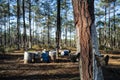 Extraction of natural resin from pine tree trunks Royalty Free Stock Photo