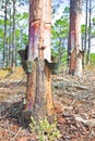 Extraction of natural resin from pine tree trunks Royalty Free Stock Photo